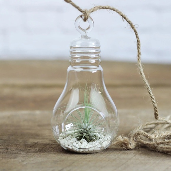 Brand New Hanging Glass Light Bulb Terrariums for Plants or Decor (Set of 2) - Picture 3 of 14